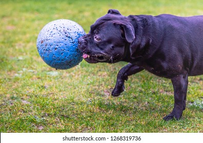 Staffordshire Bull Terrier Dog Running And Playing On Muddy Grass With A Large Blue Ball In His Mouth