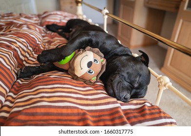 Staffordshire Bull Terrier Dog Sleeping On A Metal Frame Bed In A Bedroom Cuddling A Soft Toy With A Smiling Face