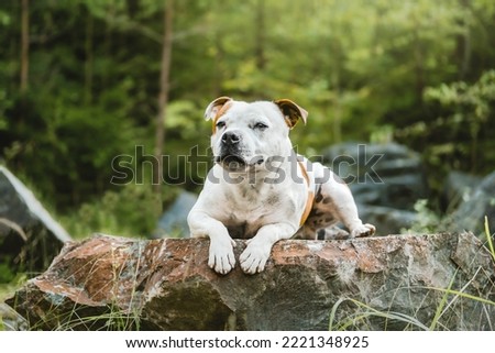 staffordshire bull terrier dog staff