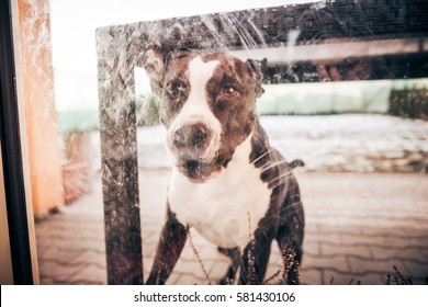 Staffordshire Bull Terrier Female Dog Really Wanting To Get Inside The House To Play With Their Human Housemates -  Cute, Friendly And Loyal To Her People Friends