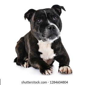 Staffordshire Bull Terrier Front White Background Stock Photo ...