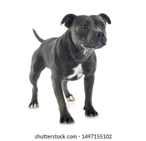 grey pitbull images stock photos vectors shutterstock https www shutterstock com image photo staffordshire bull terrier front white background 1497155102