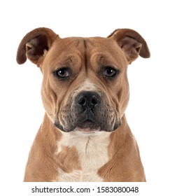 Staffordshire Bull Terrier In Front Of White Background