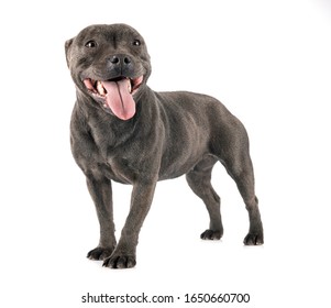 Staffordshire Bull Terrier In Front Of White Background