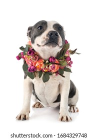 Staffordshire Bull Terrier In Front Of White Background