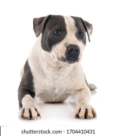 Staffordshire Bull Terrier In Front Of White Background