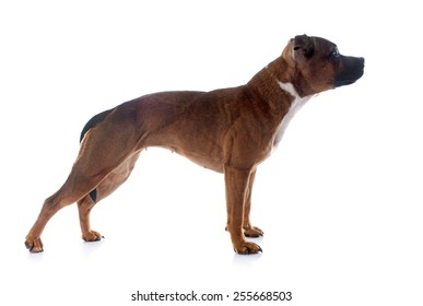 Staffordshire Bull Terrier In Front Of White Background