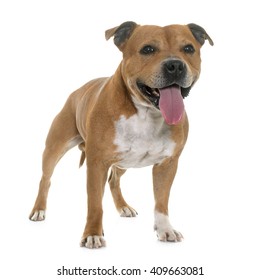 Staffordshire Bull Terrier In Front Of White Background