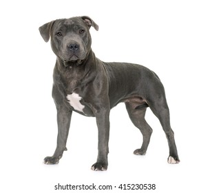 Staffordshire Bull Terrier In Front Of White Background