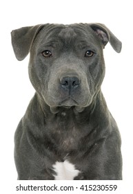 8,550 Pitbull head Images, Stock Photos & Vectors | Shutterstock