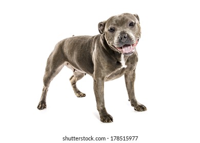 Staffordshire Bull Terrier Isolated On White