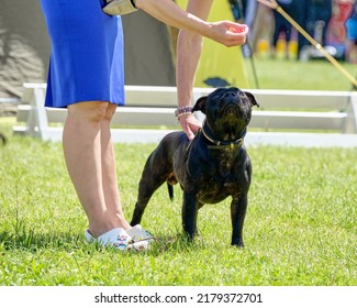 Staffordshire Bull Terrier Looks At The Hand With Food During Training.