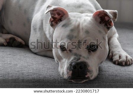 Staffordshire bull terrier lying on couch
