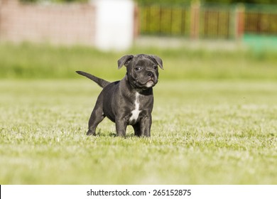 Staffordshire Bull Terrier Puppy