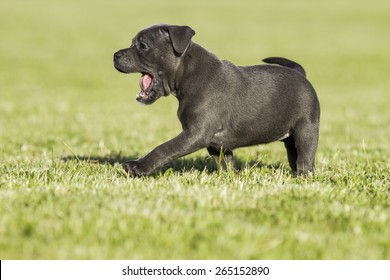 Staffordshire Bull Terrier Puppy