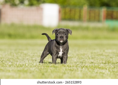 Staffordshire Bull Terrier Puppy