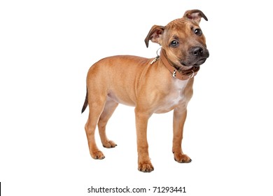 Staffordshire Bull Terrier 9 Months Old Stock Photo (Edit Now) 137762162