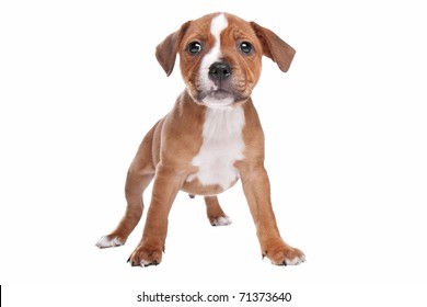 Staffordshire Bull Terrier Puppy