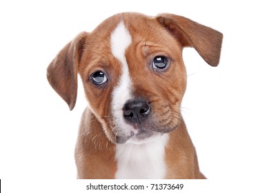 Staffordshire Bull Terrier Puppy