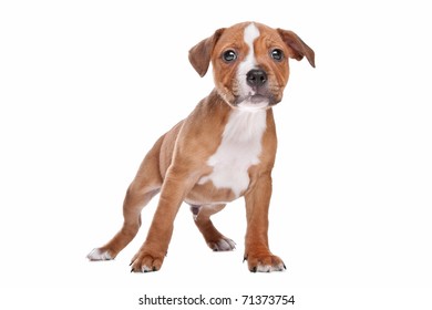 Staffordshire Bull Terrier Puppy