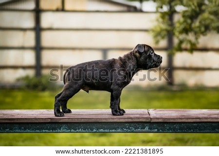 staffordshire bull terrier puppy dog outdoor newborn