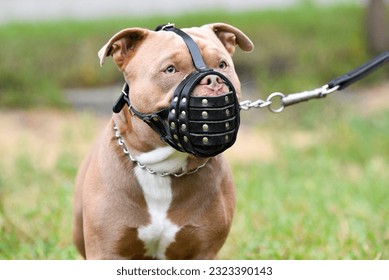 The Staffordshire Bull Terrier is a robust, strong and very active dog. Portrait of a Staffordshire Bull Terrier in a muzzle. close-up
					