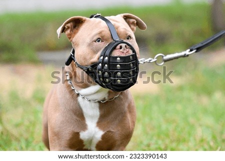 The Staffordshire Bull Terrier is a robust, strong and very active dog. Portrait of a Staffordshire Bull Terrier in a muzzle. close-up
