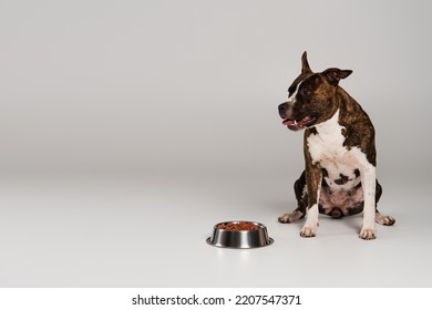 Staffordshire Bull Terrier Sitting Near Bowl With Pet Food On Grey