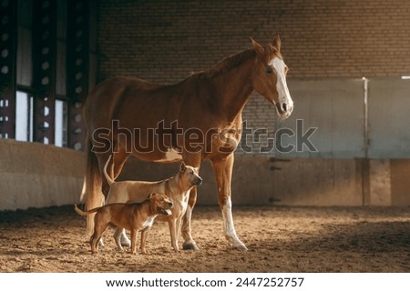 A Staffordshire Bull Terrier and a Thai Ridgeback share a moment of play under the watchful eye of a chestnut horse in an airy stable. 