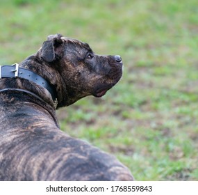 Nanny Dog Imagenes Fotos De Stock Y Vectores Shutterstock