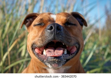 Staffordshire Bullterrier Ila Smiling.