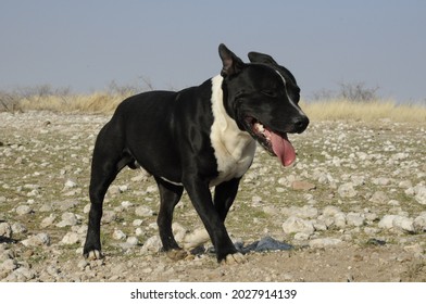 Staffordshire Cross Border Collie Dog