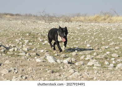 Staffordshire Cross Border Collie Dog