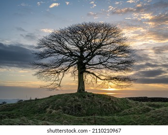 Staffordshire, England Landscape. Lone Tree At Sunrise On Grindon Moor, White Peak, Peak District National Park, UK.