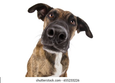 Staffordshire Terrier Dog Mixed Head With Big Nose Looking Funny Silly Wide Angle