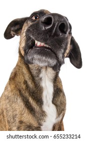 Staffordshire Terrier Dog Mongrel Head Growling Sour Threateningly Annoyed Showing Teeth