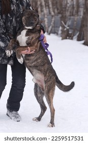 staffordshire terrier full body photo on leash with human legs on white snow background - Shutterstock ID 2259517531