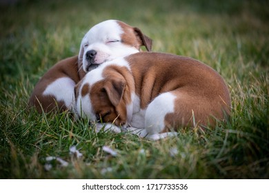 Staffordshire terrier puppies in the garden - Shutterstock ID 1717733536