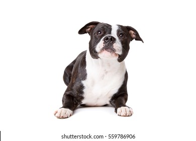 Staffordshire-bulterriin front of a white background