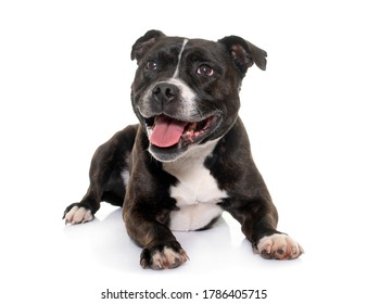 2,090 Staffie white background Images, Stock Photos & Vectors ...