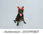 staffy  cute dog christmas indoor Staffordshire Bull Terrier