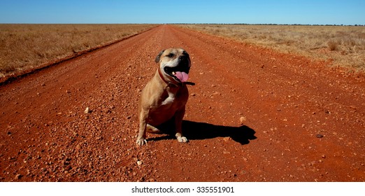 Staffy Dog On Outback Road In Australia.Wide Open Spaces And Blue Sky.Australian Desert Landscape.On The Road With A Dog.