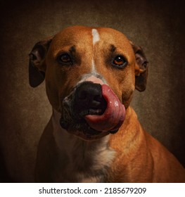 Staffy Dog Portrait With Tongue Out 