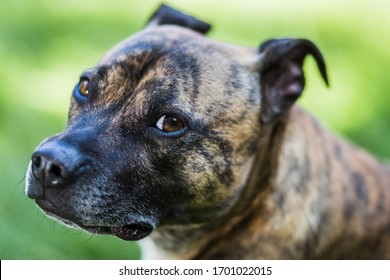 1,700 Lurcher Images, Stock Photos & Vectors | Shutterstock