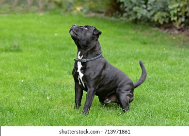 Staford Dog Stock Photo 713971861 | Shutterstock