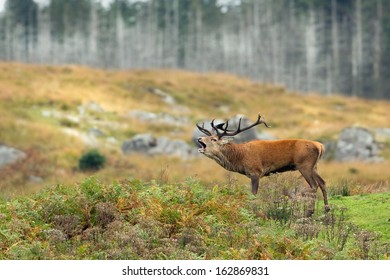 Stag