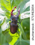 Stag Beetle