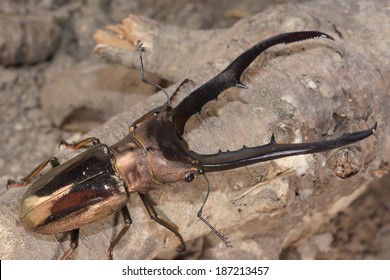 Stag Beetle