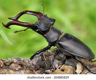 Stag Beetle