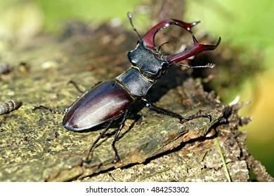 Stag Beetle 